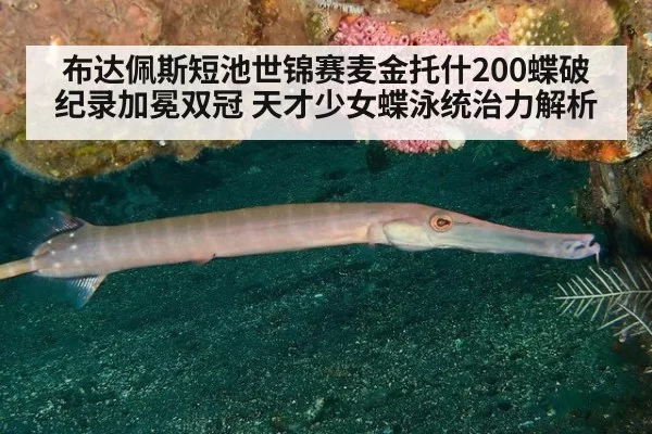 布达佩斯短池世锦赛麦金托什200蝶破纪录加冕双冠 天才少女蝶泳统治力解析
